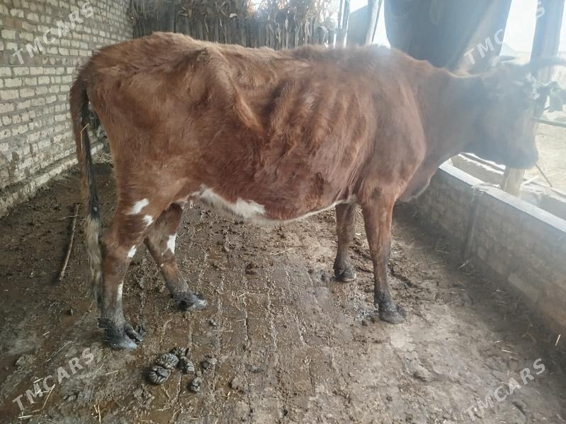 Boğaz sygyr - Saýat - img 1