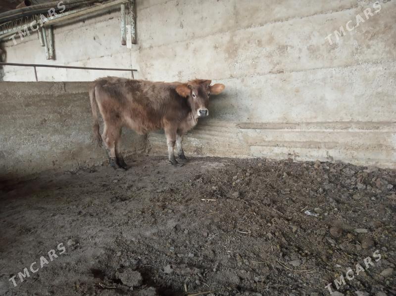 tüwe - Гёкдепе - img 1