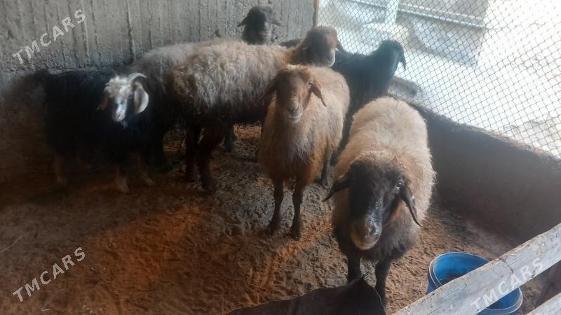 goyun - Гёкдепе - img 1