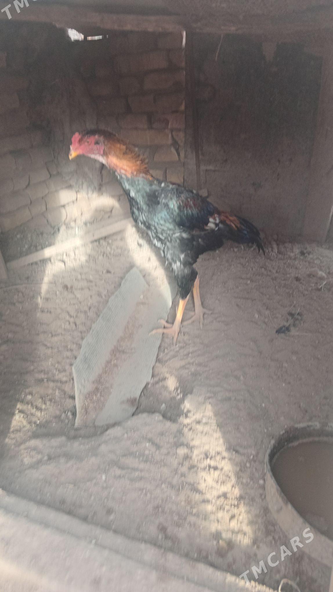 baysy horaz - Sakar - img 1