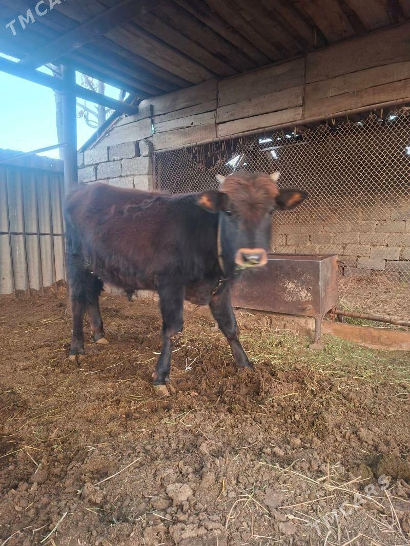 Satlyk Öküz - Мары - img 1