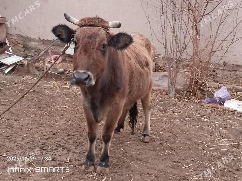 sygyr swet cagasy tanajyk - Gurbansoltan Eje - img 1