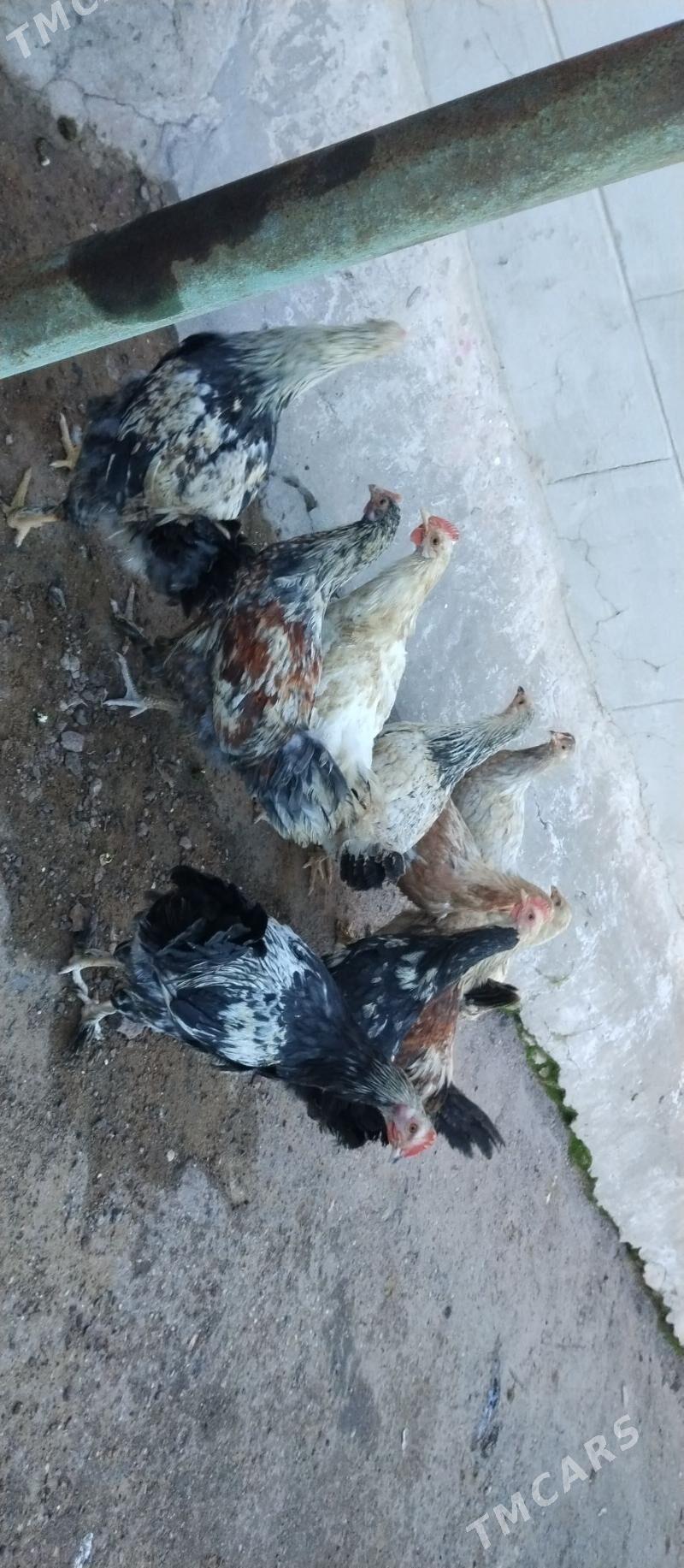 horozlar - Türkmenbaşy - img 1