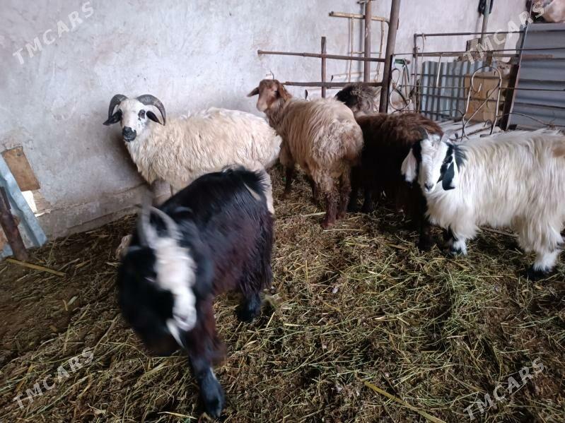 koç we geci - Фарап - img 1