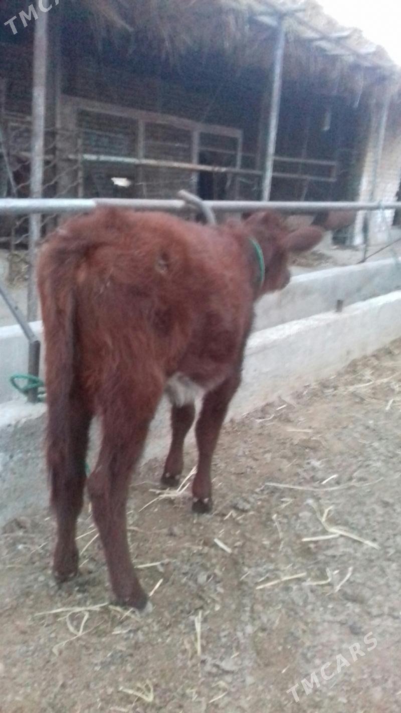 Unajyn - Чарджоу - img 1