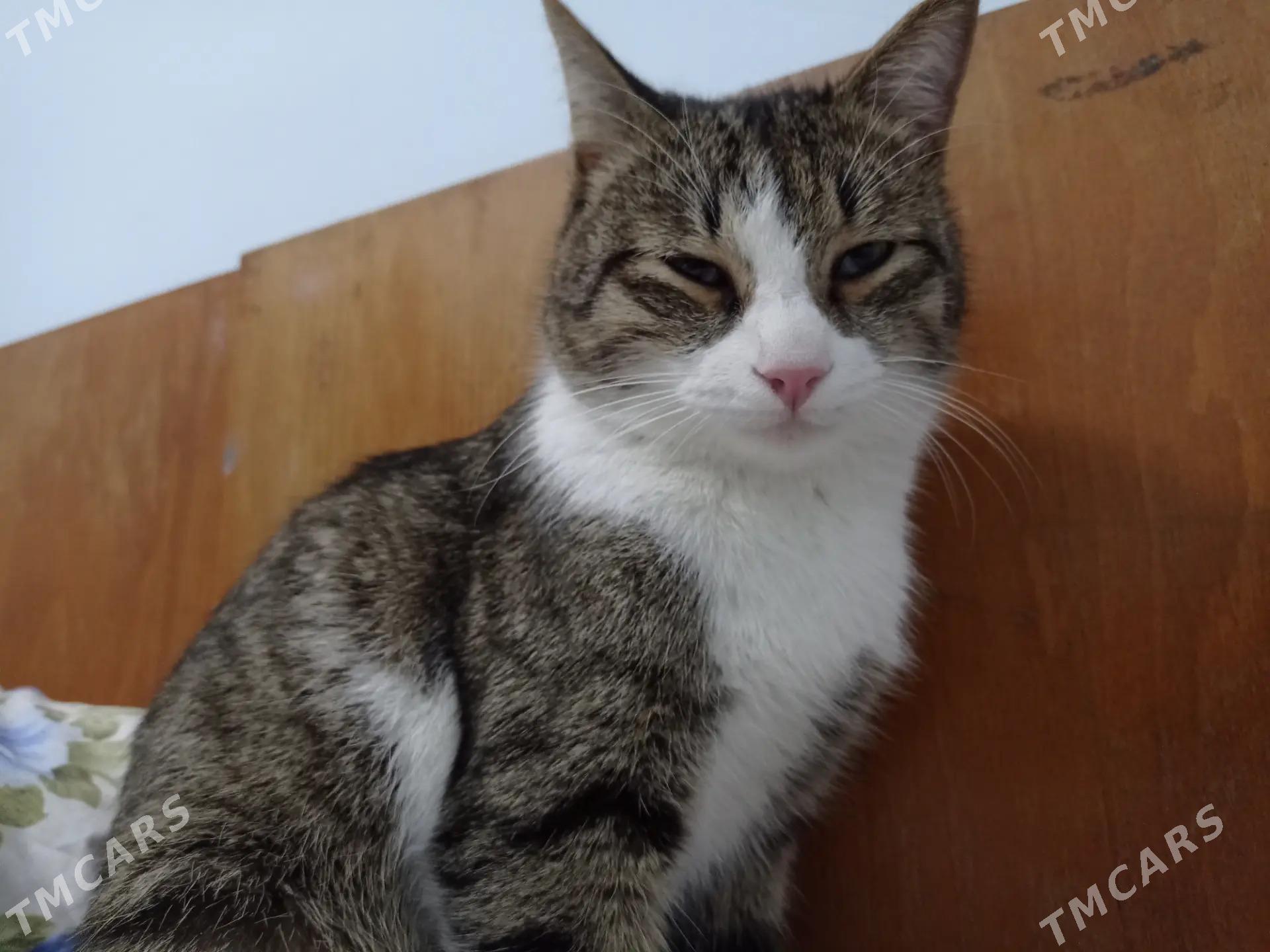 pisik - Daşoguz - img 1