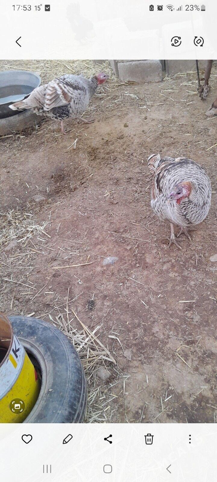 induk mäki - Бахарден - img 1