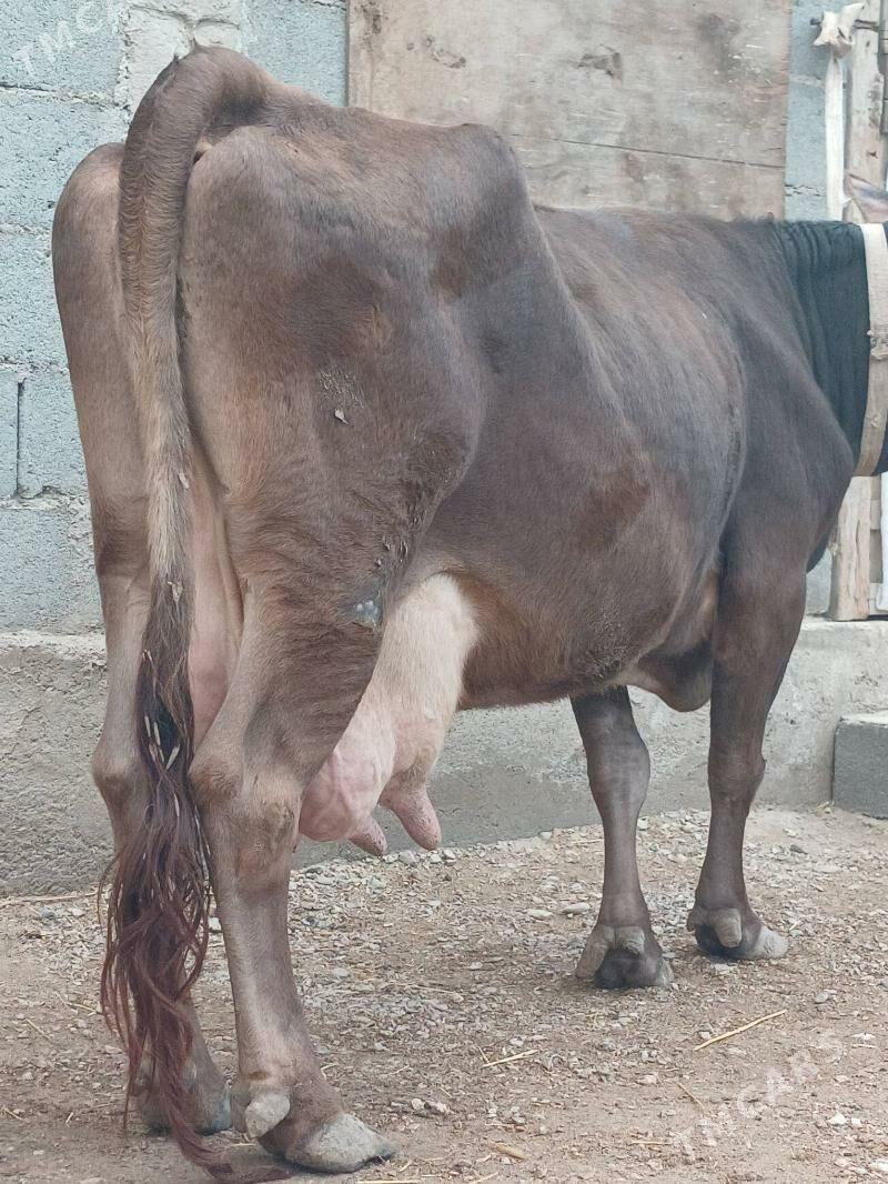 goleli sygyr - Balkanabat - img 1