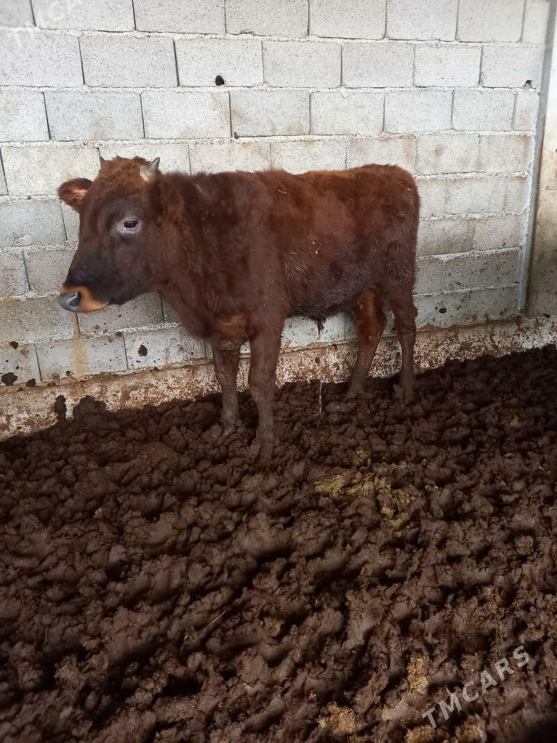 okuz - Gökdepe - img 1