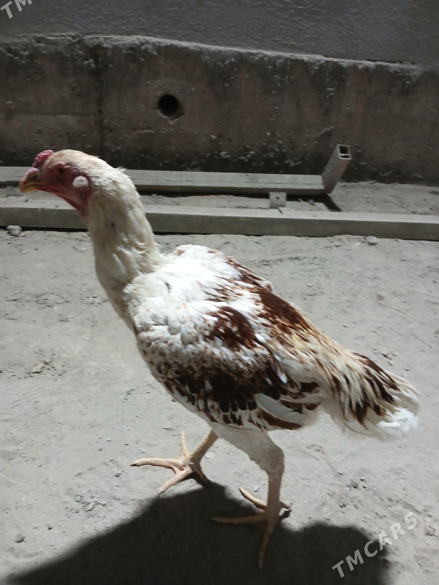 baysow juje - Фарап - img 1