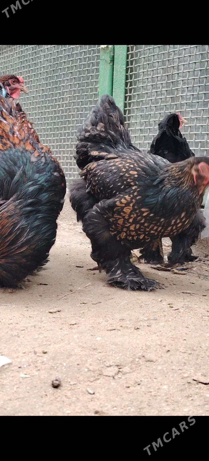 Brama Laset - Балканабат - img 1