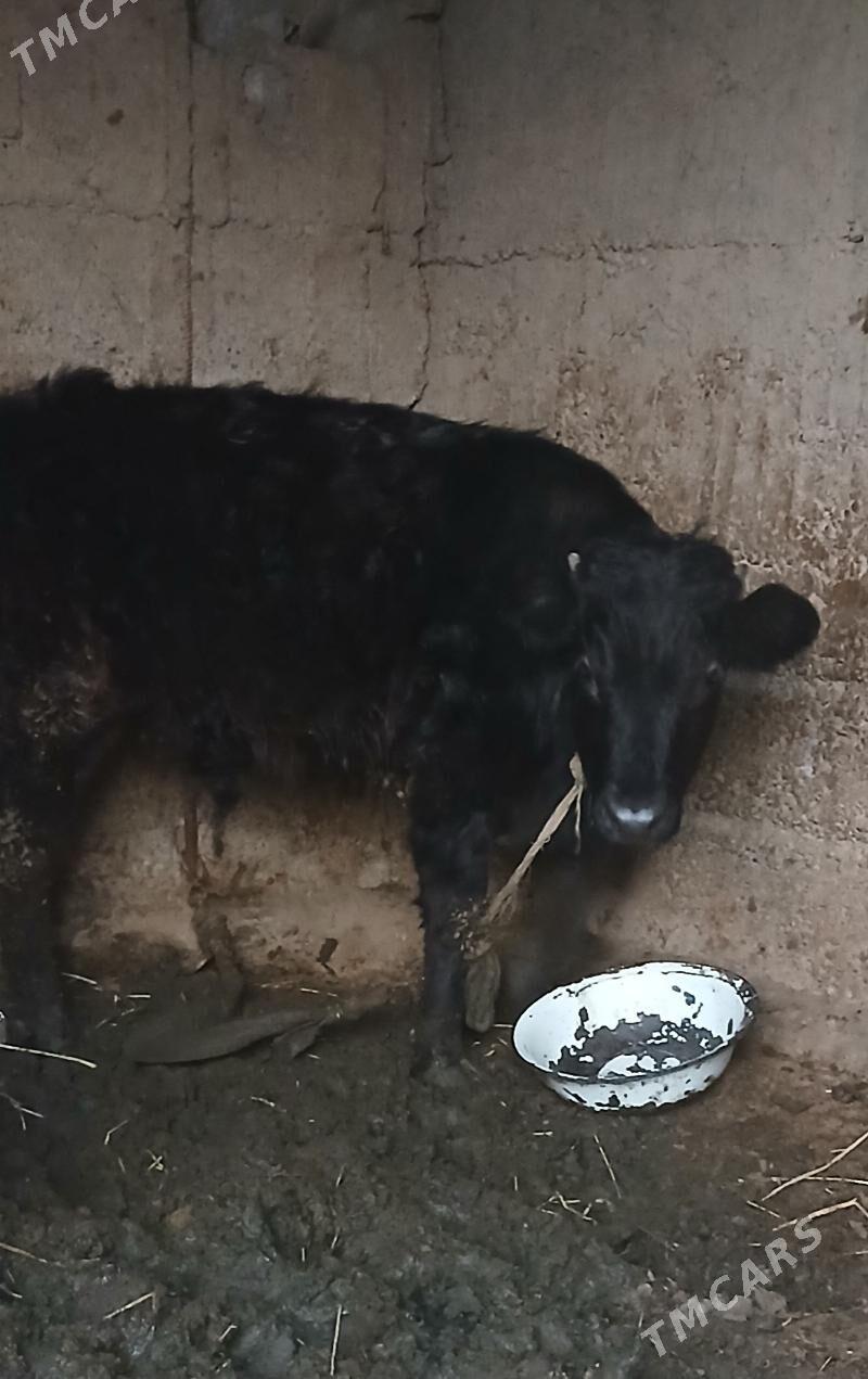 Okuz - Büzmeýin - img 1