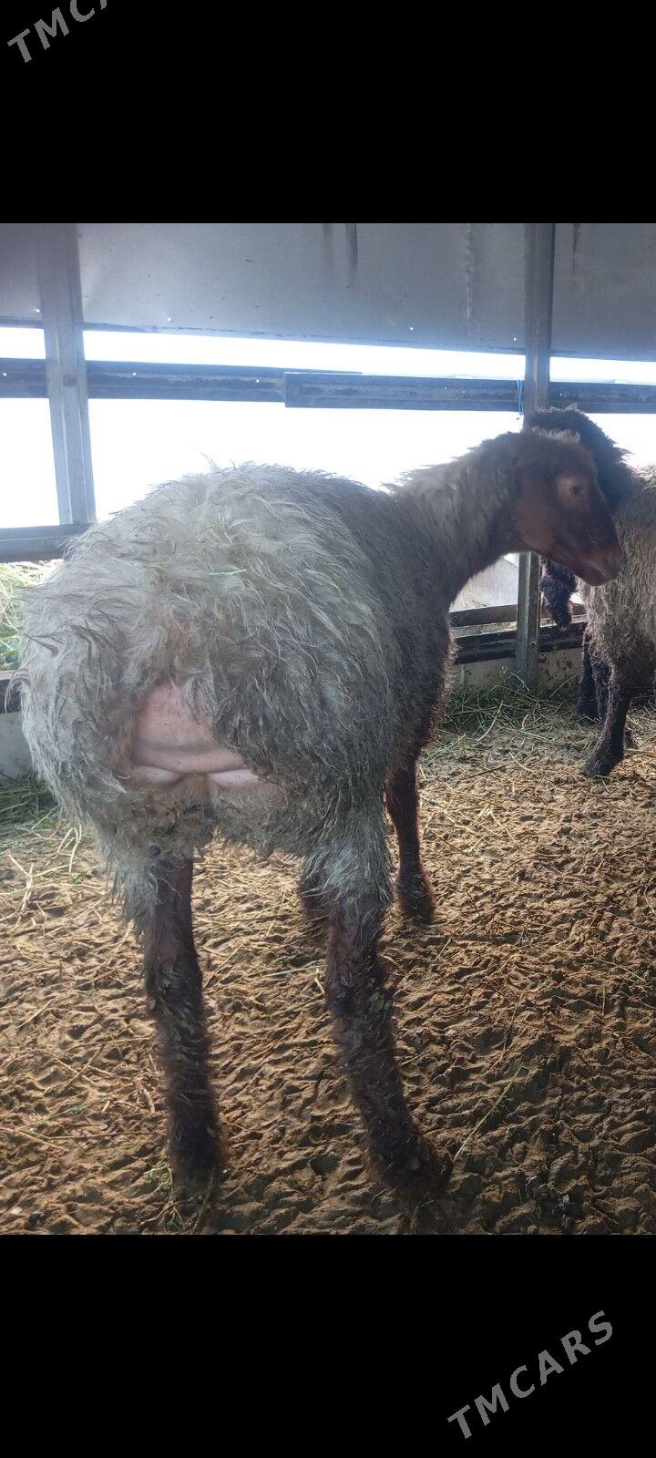 goyun - Ашхабад - img 1