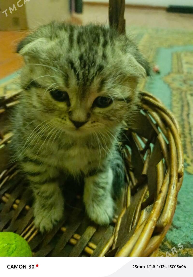 вислоухие котята - Daşoguz - img 1