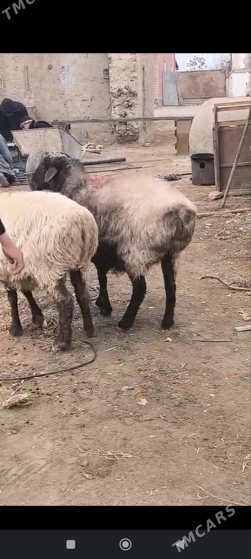 bogaz goyun - Şabat etr. - img 1