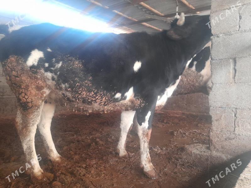 bogaz ala sygyr - Bagyr - img 1