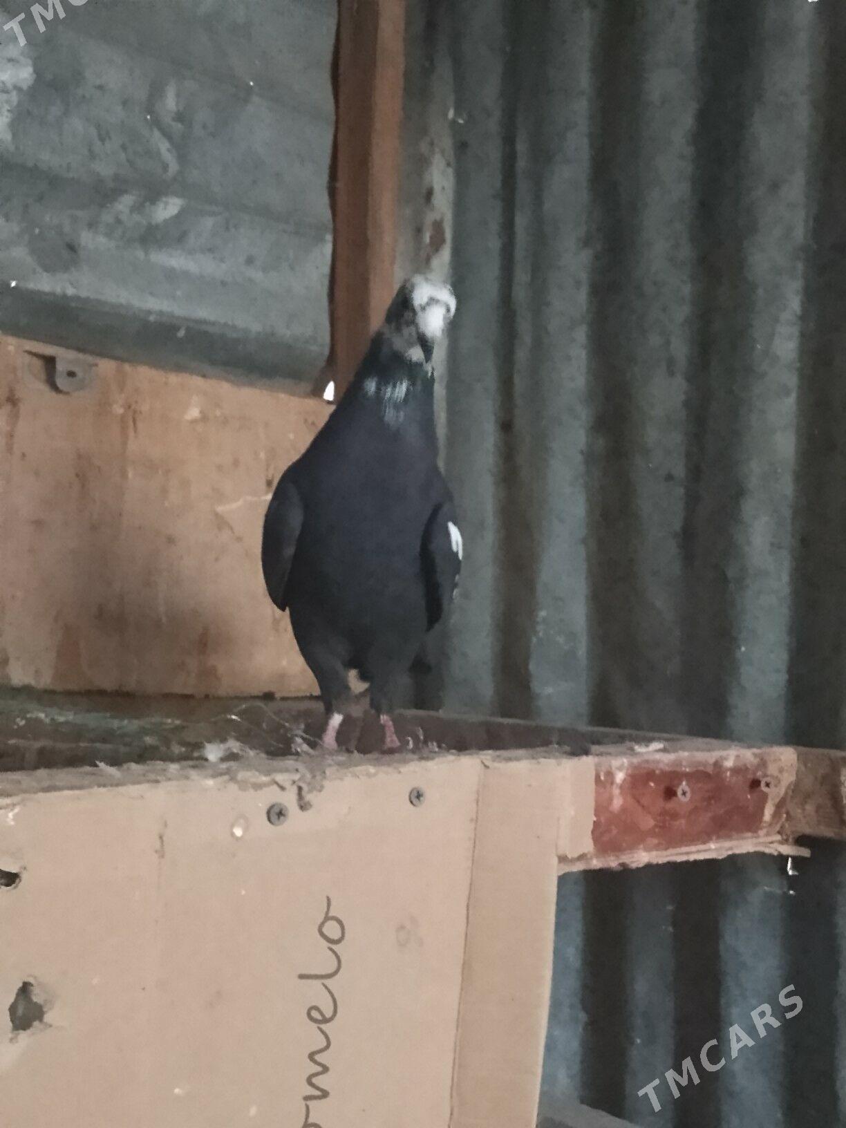 kepderi - Türkmenabat - img 1