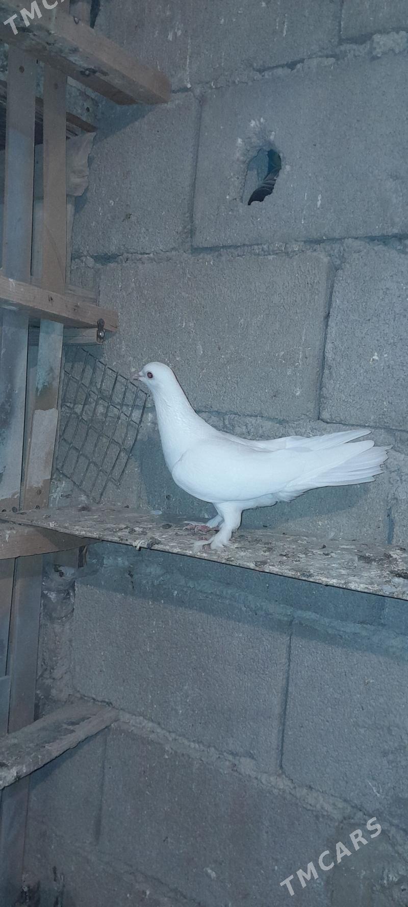 kepderi - Балканабат - img 1