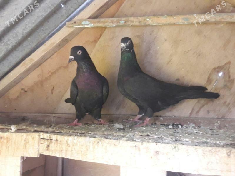 kepderi - Векильбазар - img 1