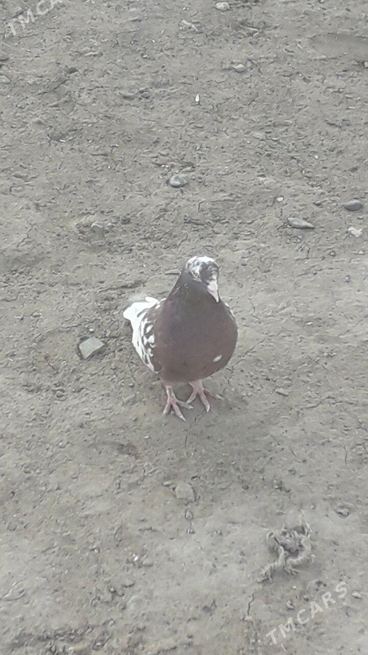 kepderi - Гызыларбат - img 1