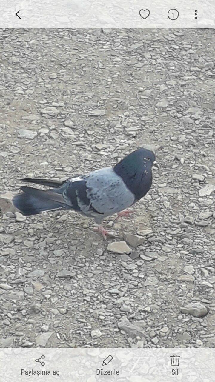 kepderi - Гызыларбат - img 1