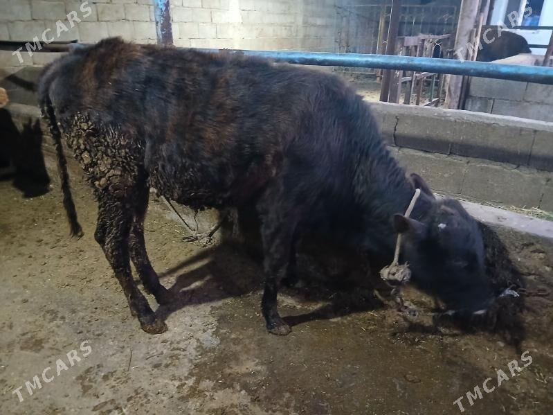 okuz - Чоганлы - img 1