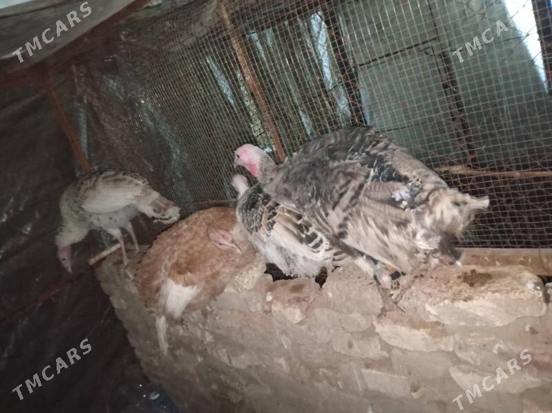 indyuk - Mary - img 1