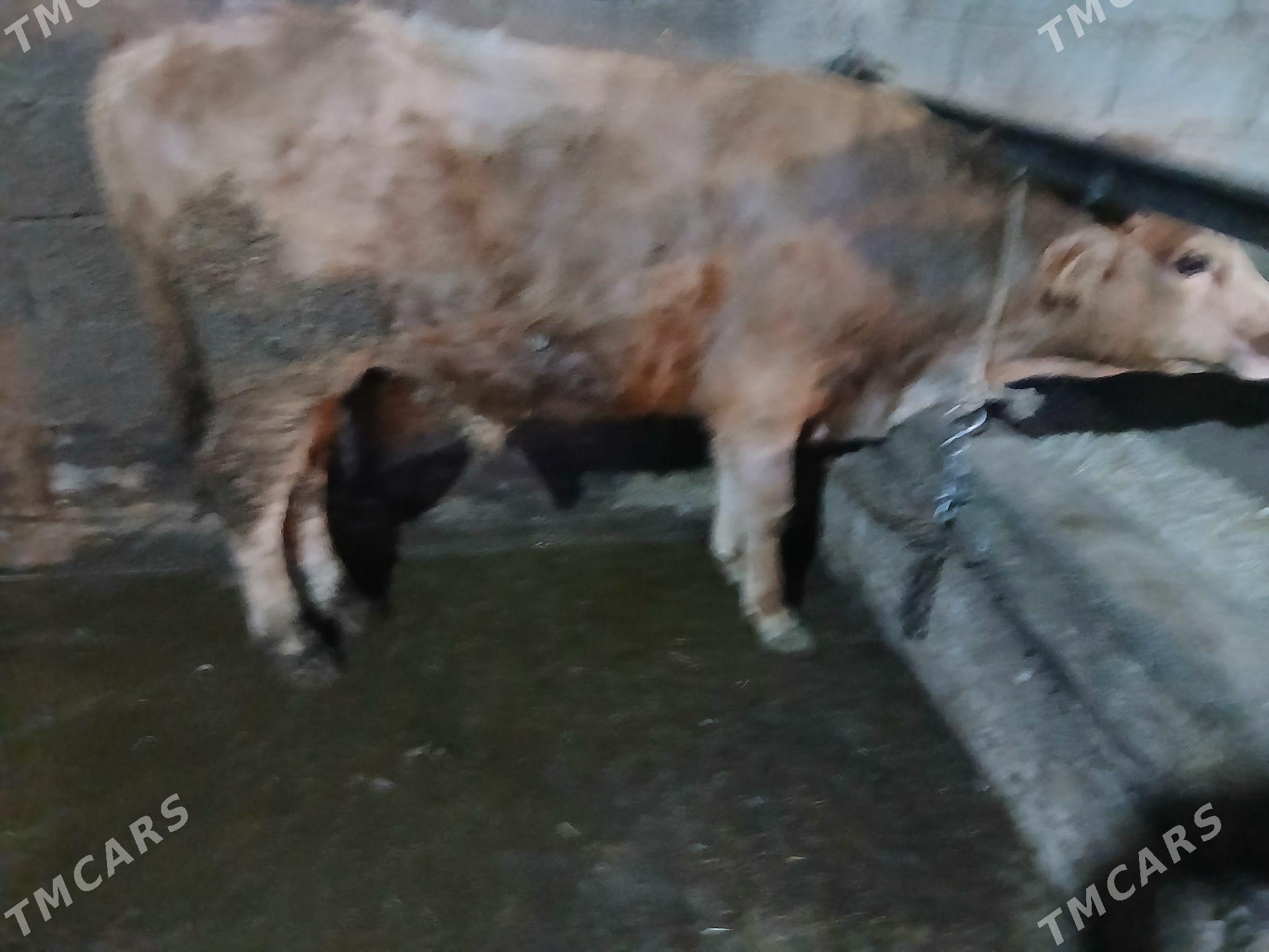 bakylan okuz - Чоганлы - img 1