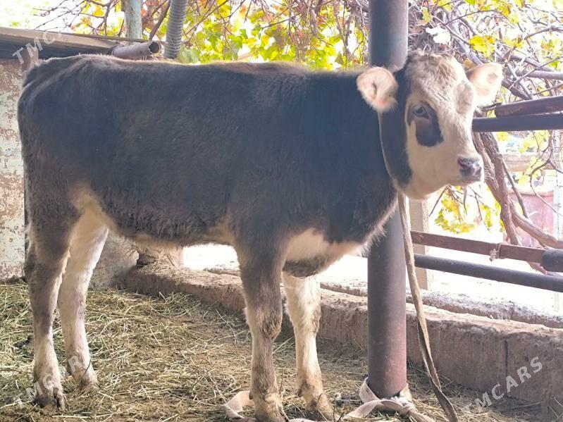 Gibirit tüwe - Ашхабад - img 1