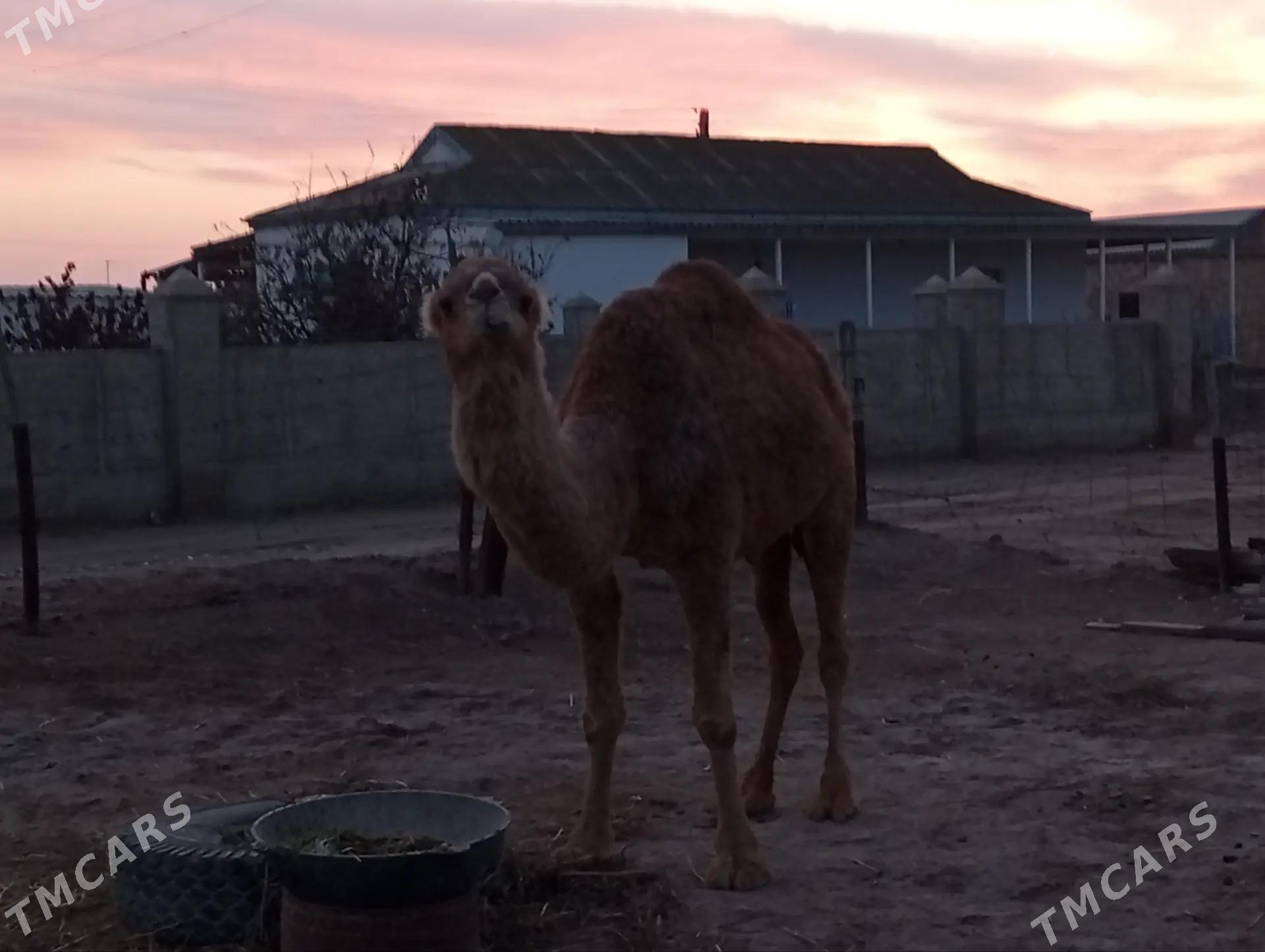 Duye - Эсенгулы - img 1