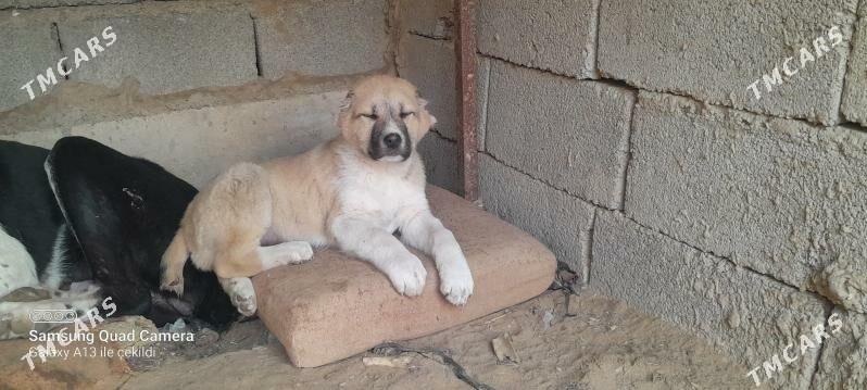 Turkmen itler - Бузмеин - img 1