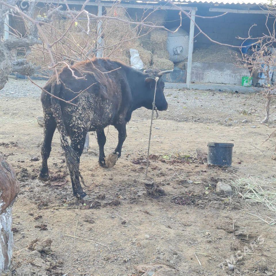 sygyr - Яшлык - img 1