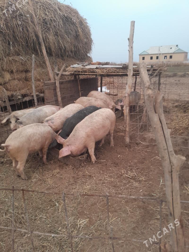 Donuz - Халач - img 1