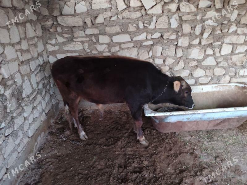 Okuz - Esenguly - img 1