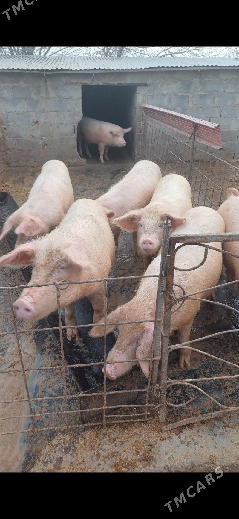 donuz - Халач - img 1