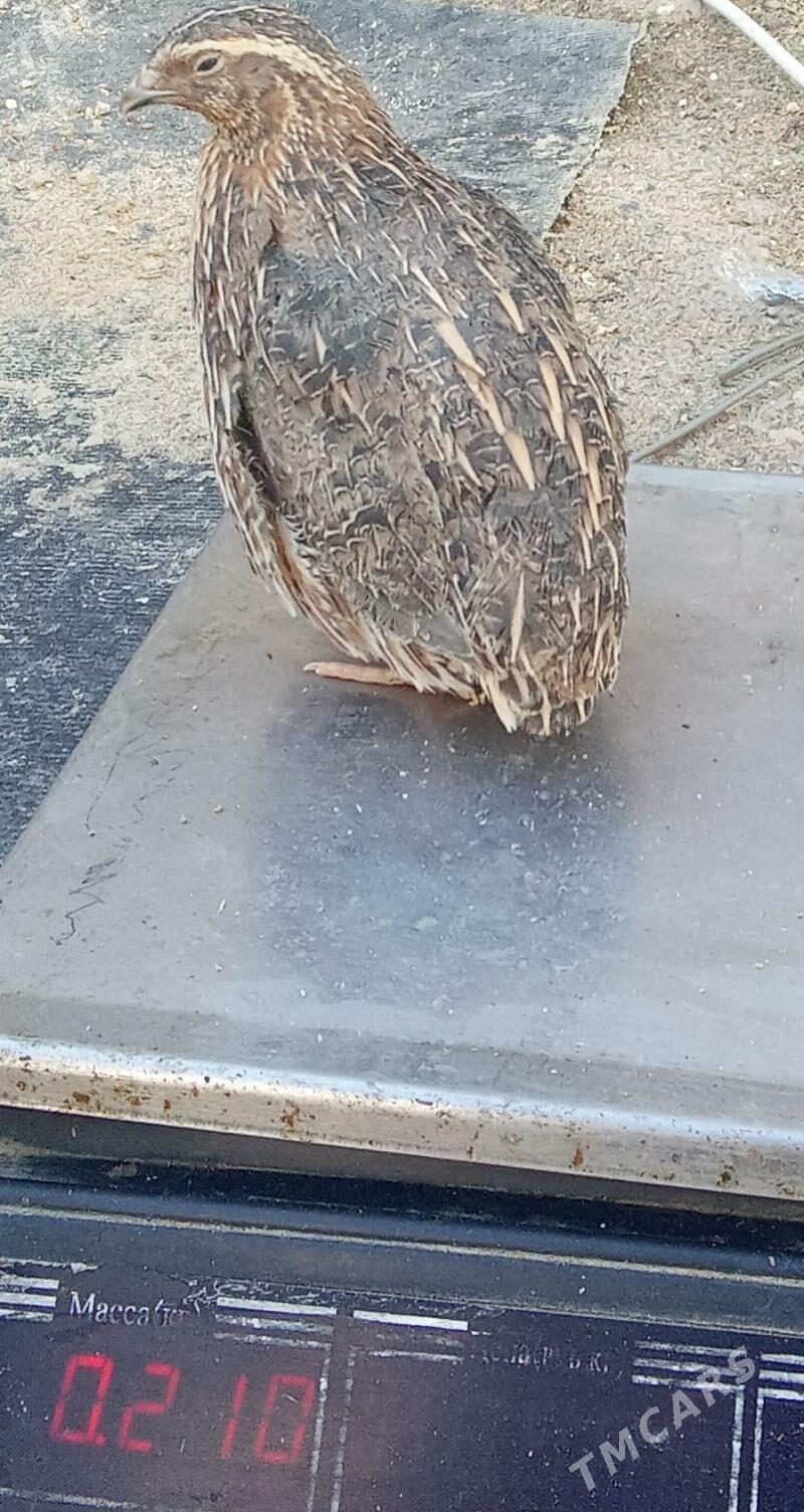 Bedene - Бедев - img 1