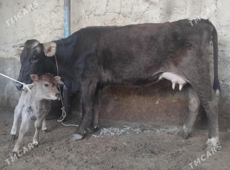 Göleli sygyr - Aşgabat - img 1