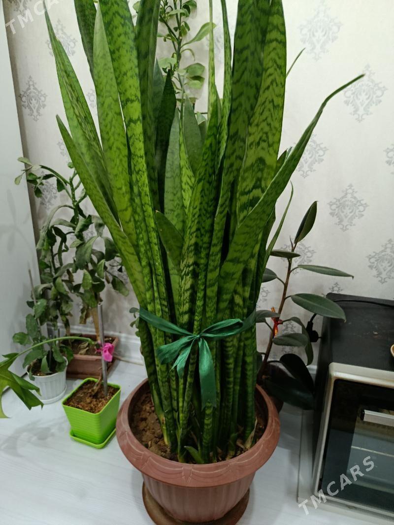 цветы / Gul - Aşgabat - img 1