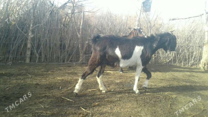 Пакистан гечи - Kerki - img 1