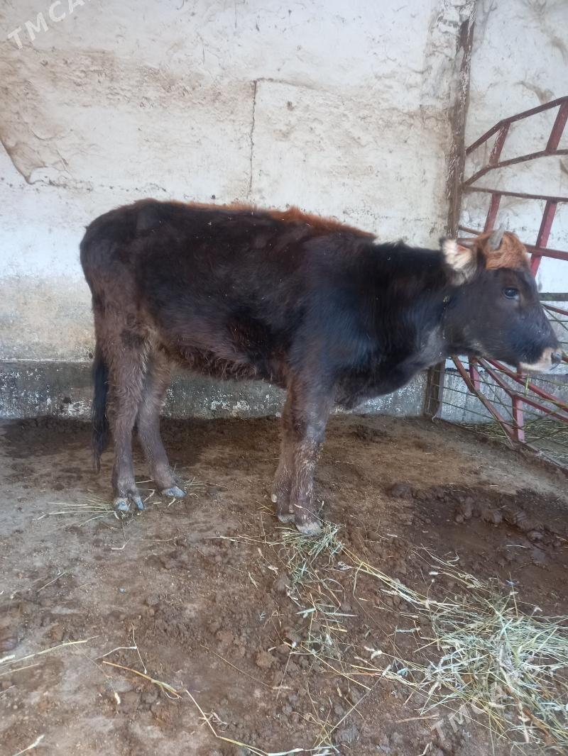 Tuwe - Bäherden - img 1