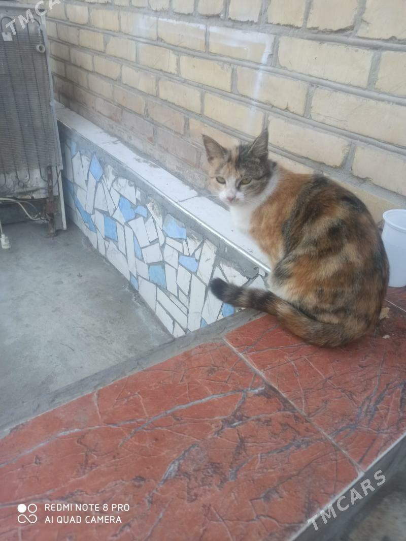 Yuwaş pişik - Туркменабат - img 1