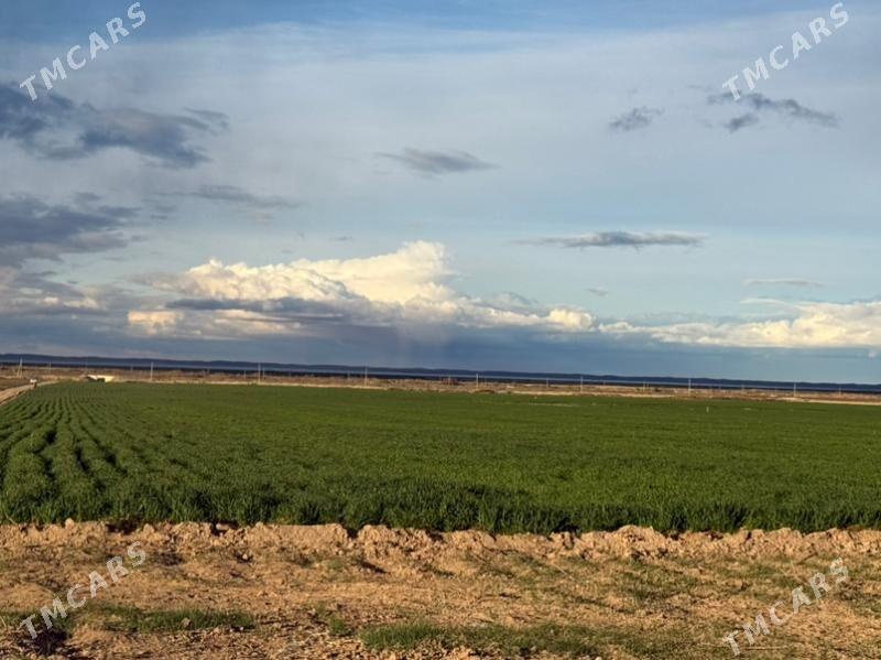 ekin ýer - Bäherden - img 1