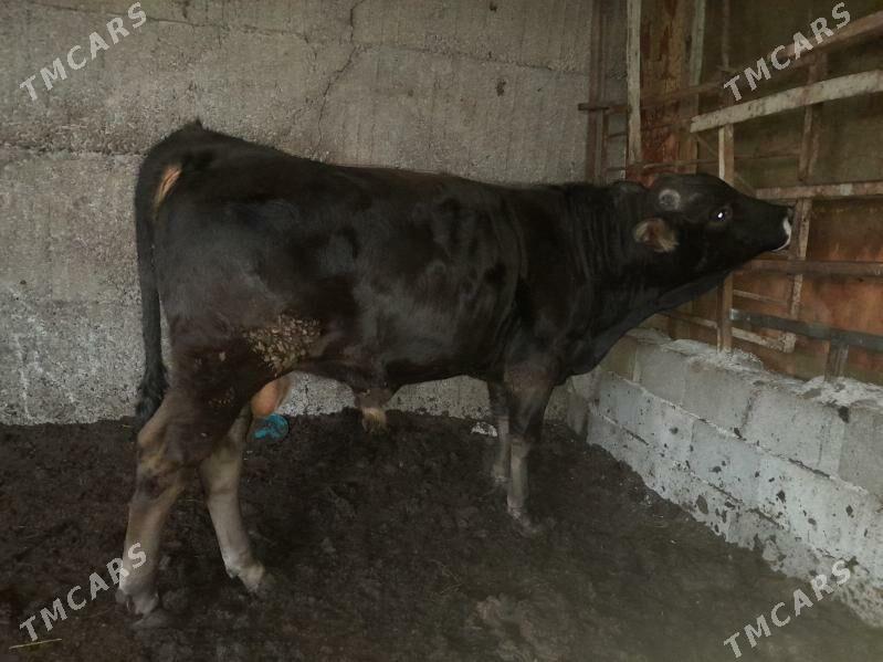 okuz - Aşgabat - img 1