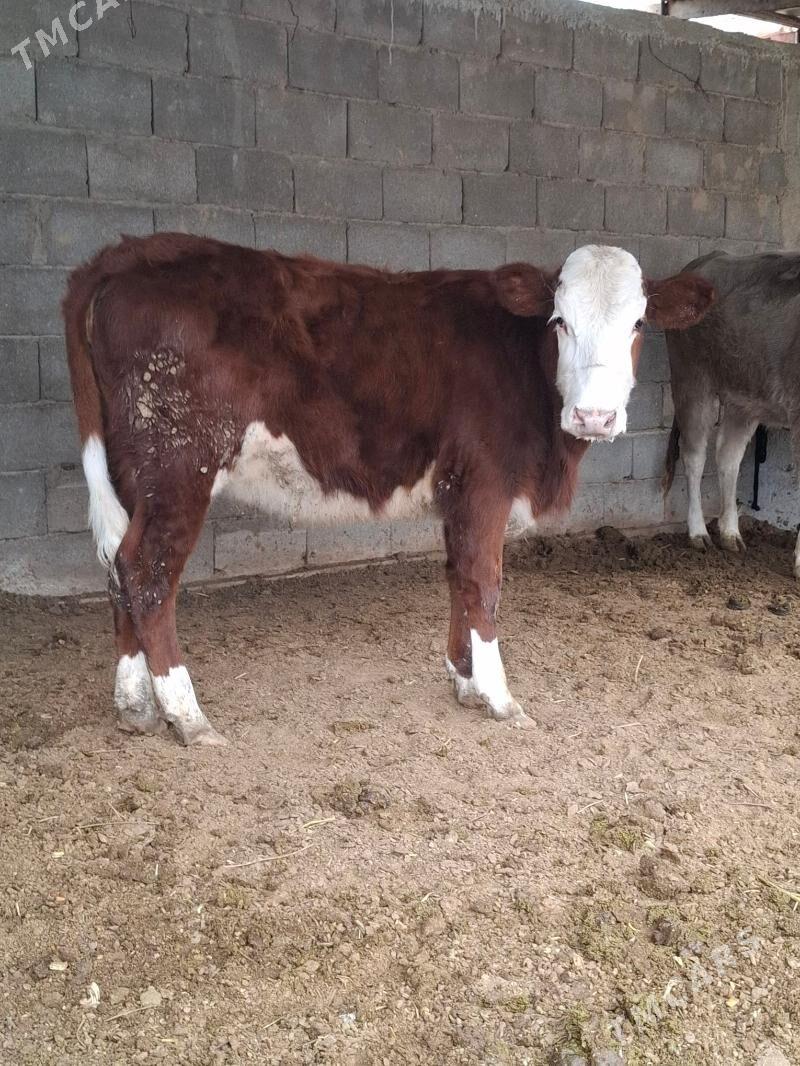 Gibirit simenta tüwe - Бузмеин - img 1