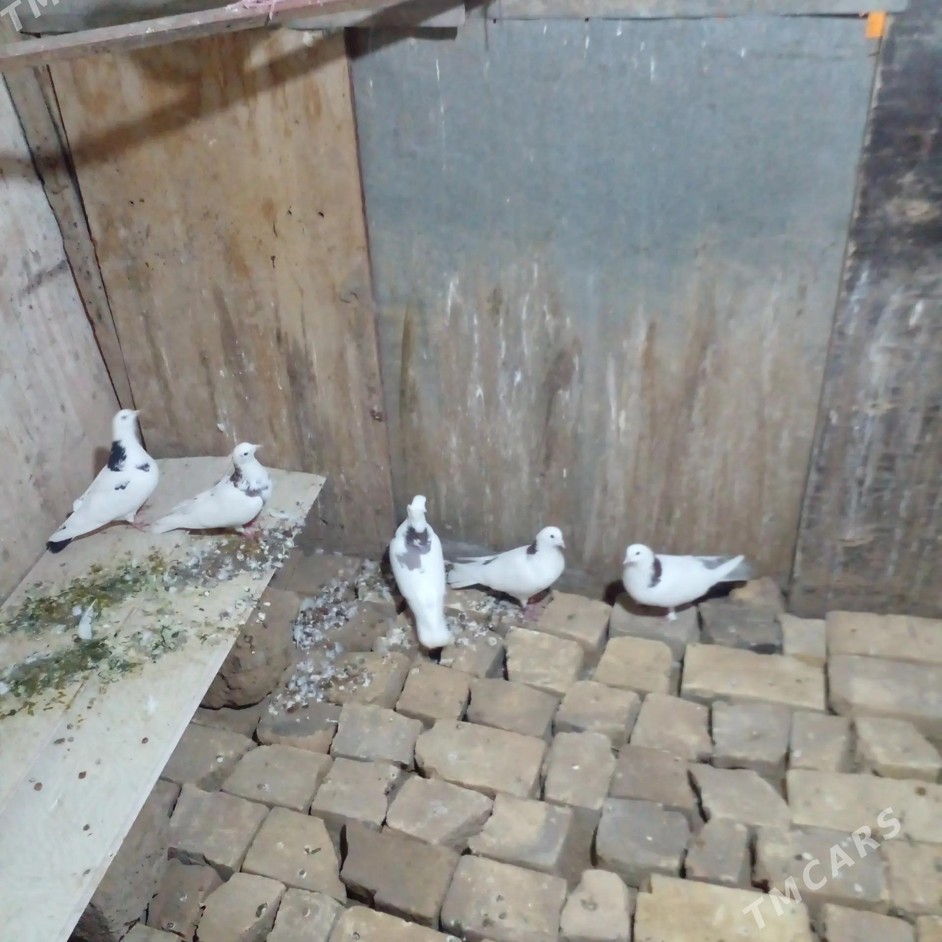 Kepter - Türkmenabat - img 1