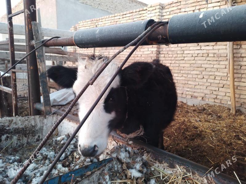 унаджын - Türkmenabat - img 1