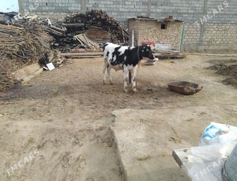 OKÜZ GALIȘTEY ARASSA - Ашхабад - img 1