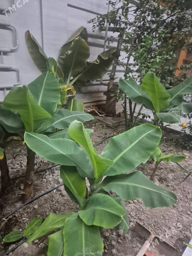 сельское хозяйство - Türkmenabat - img 1