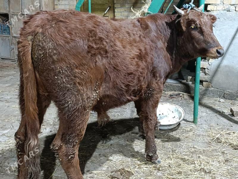 okuz1 - Türkmenabat - img 1