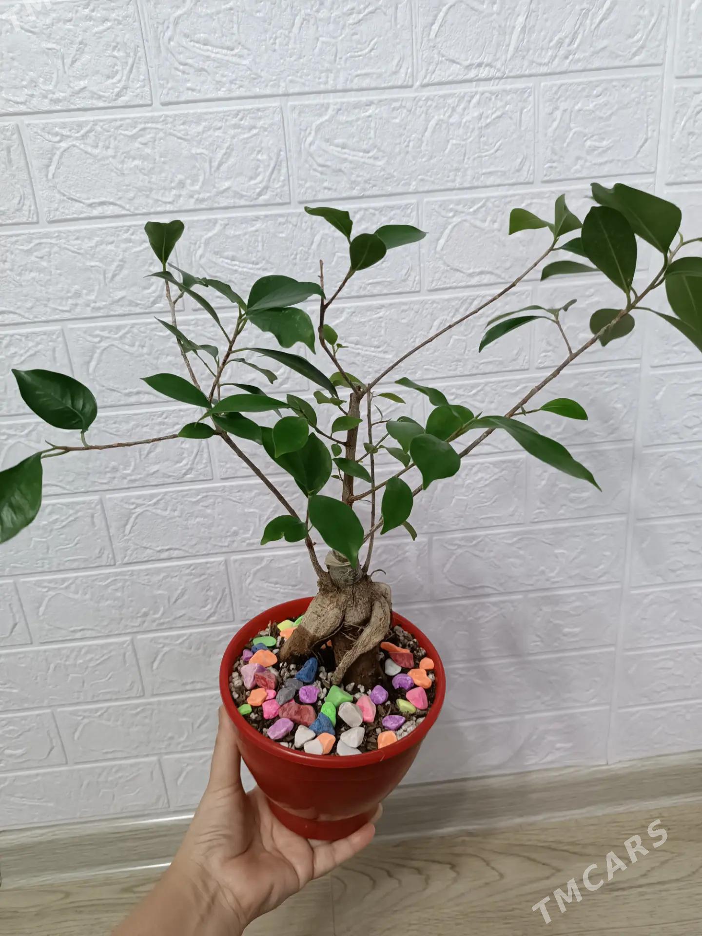 БОНСАЙ ФИКУС МИКРОКАРПА - Aşgabat - img 1